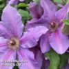 Clematis ‘Tumaini' (Evigsy151) -Cheap Tree Foliage Store CLEM TUMAINI S49871