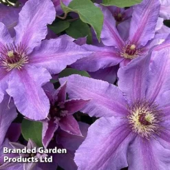 Clematis ‘Tumaini' (Evigsy151) 11 Clematis ‘Tumaini' (Evigsy151) -Cheap Tree Foliage Store CLEM TUMAINI S49872