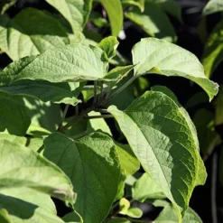 Clerodendrum Trichotomum 12 Clerodendrum Trichotomum -Cheap Tree Foliage Store CLER T73834 A h