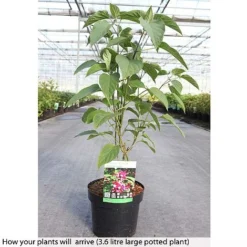 Clerodendrum Trichotomum 13 Clerodendrum Trichotomum -Cheap Tree Foliage Store CLER T73834 B h