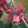 Hazelnut 'Red Cracker' -Cheap Tree Foliage Store COBN DWW4611 A h