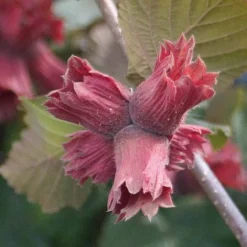 Hazelnut 'Red Cracker'