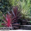 Cordyline Trio -Cheap Tree Foliage Store CORD TRIO T43190