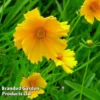 Coreopsis Grandiflora Mayfield Giant -Cheap Tree Foliage Store CORE KA4958 A