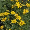 Coreopsis Verticillata 'Zagreb' -Cheap Tree Foliage Store CORE T58071 A h