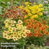 Coreopsis 'Solar Collection' -Cheap Tree Foliage Store CORE SOLARSERI S39583