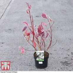 Cornus Alba 'Sibirica Variegata' 13 Cornus Alba 'Sibirica Variegata' -Cheap Tree Foliage Store CORN 66170 A