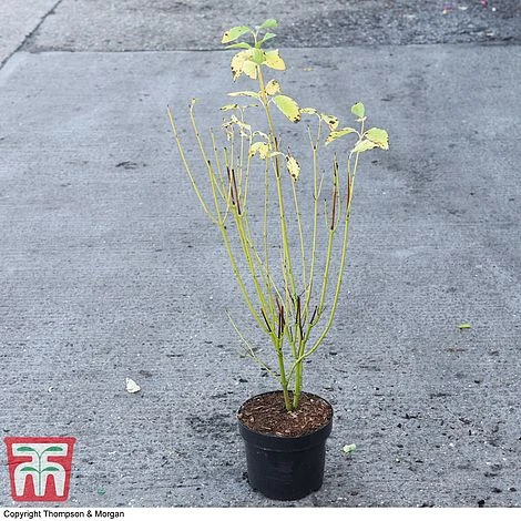 Cornus Sericea 'Bud's Yellow' 6 Cornus Sericea 'Bud's Yellow' - Image 4