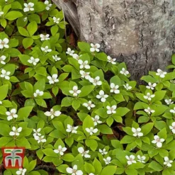 Cornus Canadensis -Cheap Tree Foliage Store CORN T57945 B1