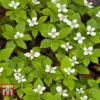 Cornus Canadensis -Cheap Tree Foliage Store CORN T57945 C