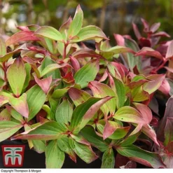 Cornus Canadensis -Cheap Tree Foliage Store CORN T57945 D