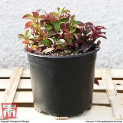 Cornus Canadensis -Cheap Tree Foliage Store CORN T57945 e1