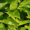 Cornus Alba 'Aurea' -Cheap Tree Foliage Store CORN T58256 A h