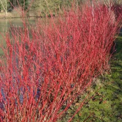 Cornus Alba 'Aurea' -Cheap Tree Foliage Store CORN T58256 B h