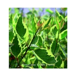 Cornus Alba 'Cream Cracker'