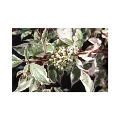Cornus Alba 'Sibirica Variegata' 17 Cornus Alba 'Sibirica Variegata' -Cheap Tree Foliage Store CORN T66170 A h