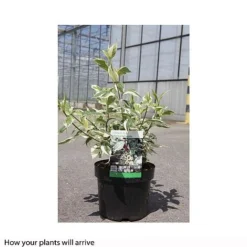 Cornus Alba 'Sibirica Variegata' 16 Cornus Alba 'Sibirica Variegata' -Cheap Tree Foliage Store CORN T66170 B h