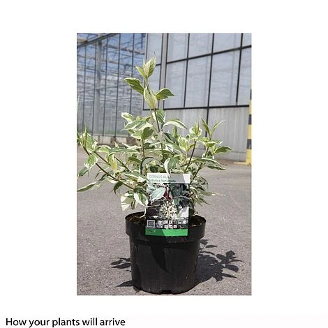 Cornus Alba 'Sibirica Variegata' 9 Cornus Alba 'Sibirica Variegata' - Image 7