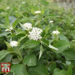 Cornus Sericea 'Bud's Yellow' 9 Cornus Sericea 'Bud's Yellow' -Cheap Tree Foliage Store CORN T66174 A
