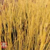 Cornus Sericea 'Bud's Yellow' -Cheap Tree Foliage Store CORN T66174 B