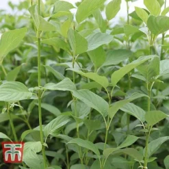 Cornus Sericea 'Bud's Yellow' 10 Cornus Sericea 'Bud's Yellow' -Cheap Tree Foliage Store CORN T66174 C