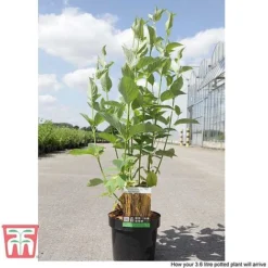 Cornus Sericea 'Bud's Yellow' 12 Cornus Sericea 'Bud's Yellow' -Cheap Tree Foliage Store CORN T66174 D