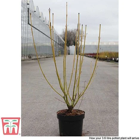 Cornus Sericea 'Bud's Yellow' 8 Cornus Sericea 'Bud's Yellow' - Image 6