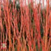 Cornus Sericea 'Cardinal' -Cheap Tree Foliage Store CORN T66175 A