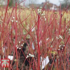 Cornus Sericea 'Cardinal' 9 Cornus Sericea 'Cardinal' -Cheap Tree Foliage Store CORN T66175 B
