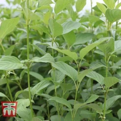 Cornus Sericea 'Cardinal' 11 Cornus Sericea 'Cardinal' -Cheap Tree Foliage Store CORN T66175 D