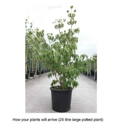 Cornus Kousa Var. Chinensis 'China Girl' -Cheap Tree Foliage Store CORN T68310 B h