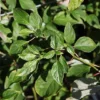 Cornus Alternifolia 1 Cornus Alternifolia -Cheap Tree Foliage Store CORN T73856 A h
