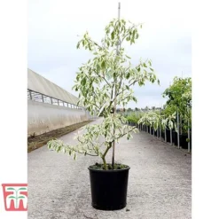 Cornus Controversa 'Variegata' -Cheap Tree Foliage Store CORN TKA3090 A