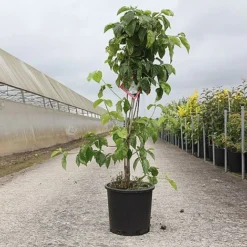 Cornus Nuttallii 'Ascona' -Cheap Tree Foliage Store CORN ASCONA S45395 NOW