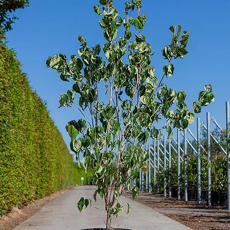 Cornus Kousa 'Galilean' 4 Cornus Kousa 'Galilean' - Image 2