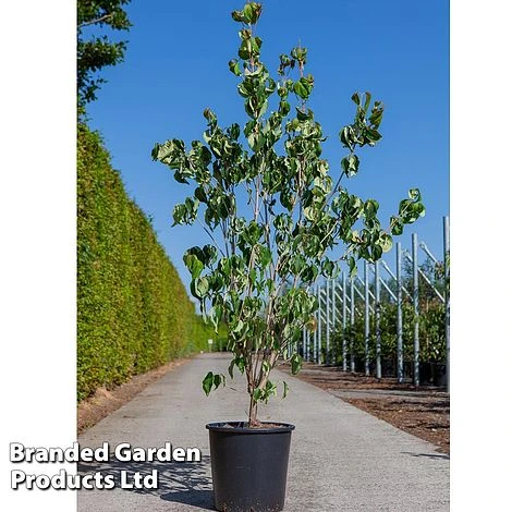 Cornus Kousa 'Galilean' 3 Cornus Kousa 'Galilean'