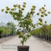Cornus Kousa 'Heart Throb' -Cheap Tree Foliage Store CORN HEARTTHRO S45361