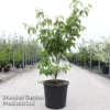 Cornus Kousa 'Roberts Select' -Cheap Tree Foliage Store CORN ROBERTSSE S45362