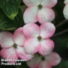 Cornus Kousa 'Satomi' -Cheap Tree Foliage Store CORN SATOMI S45364