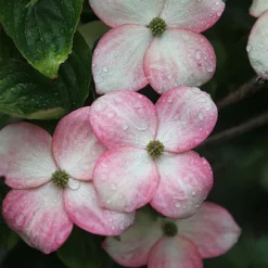 Cornus Kousa 'Satomi' -Cheap Tree Foliage Store CORN SATOMI S45364 NOW