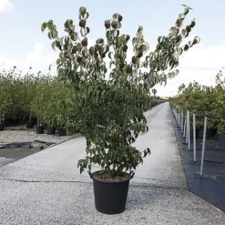 Cornus Kousa 'Weisse Fontaine' -Cheap Tree Foliage Store CORN WEISSEFON S453frh66 NOW