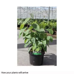 Corylopsis Spicata -Cheap Tree Foliage Store CORY T66180 B h