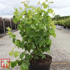 Corylus Avellana 'Twister' -Cheap Tree Foliage Store CORY TKA3098 A