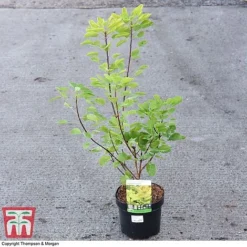 Cotinus Coggygria 'Golden Spirit' -Cheap Tree Foliage Store COTI 73884 A
