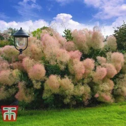 Cotinus Coggygria 'Young Lady' -Cheap Tree Foliage Store COTI T67916 B