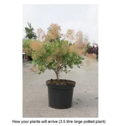 Cotinus Coggygria 'Young Lady' -Cheap Tree Foliage Store COTI T67916 B h