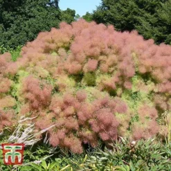 Cotinus Coggygria 'Young Lady' -Cheap Tree Foliage Store COTI T67916 E