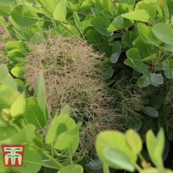 Cotinus Coggygria 'Young Lady' -Cheap Tree Foliage Store COTI T67916 F
