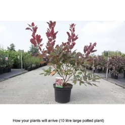 Cotinus 'Grace' -Cheap Tree Foliage Store COTI T68330 B h