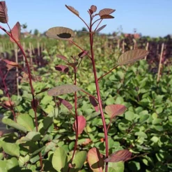 Cotinus Coggygria -Cheap Tree Foliage Store COTI T73880 A h